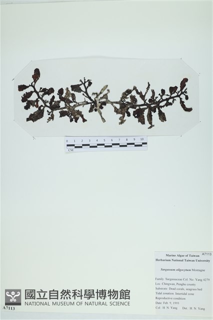 Accession Number:A00007113 Collection Image, Figure 3, Total 3 Figures