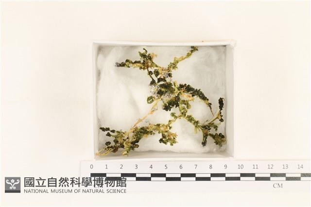 登錄號:A00001113藏品圖，第1張
