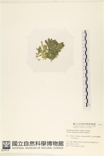 法囊藻藏品圖，第3張