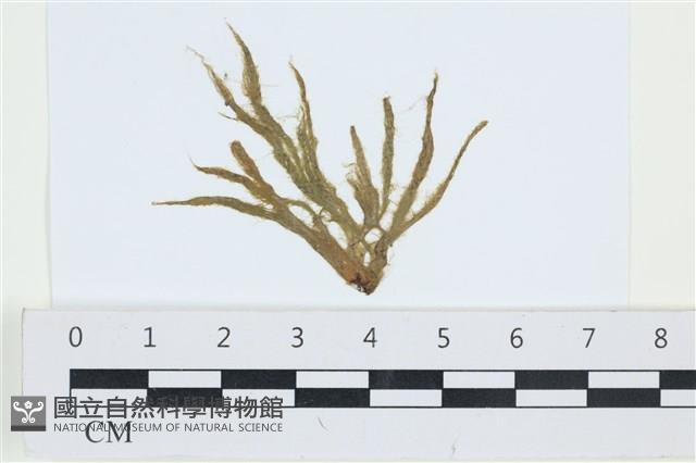 登錄號:A00002513藏品圖，第1張