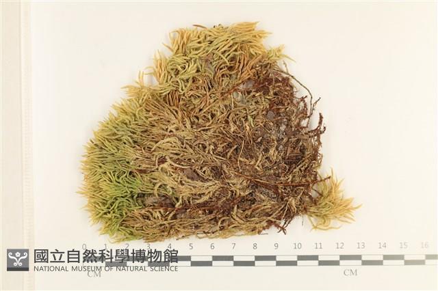 登錄號:B00017513藏品圖，第1張