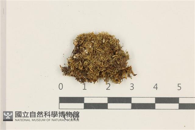 小挺葉苔藏品圖，第1張