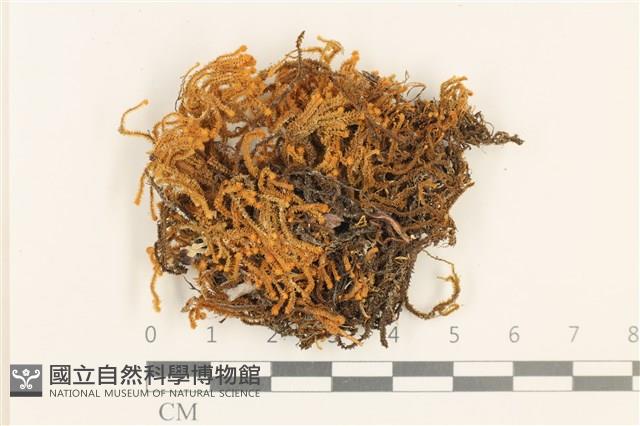 齒邊廣萼苔藏品圖，第1張