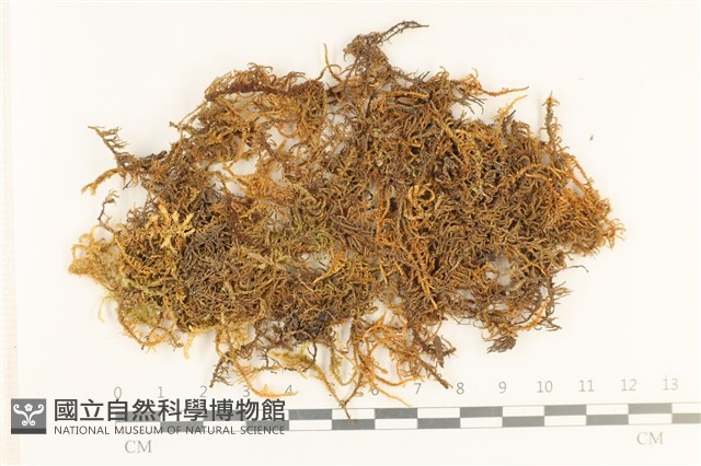 登錄號:B00000513藏品圖，第1張