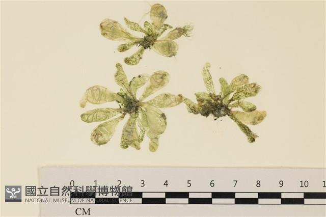 曲玉藻, 香蕉菜, 玉茄藻藏品圖，第1張