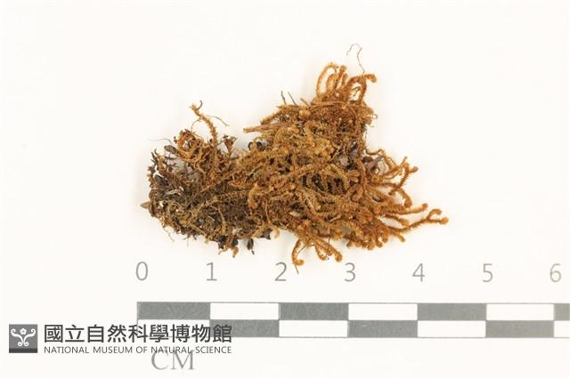 齒邊廣萼苔藏品圖，第1張