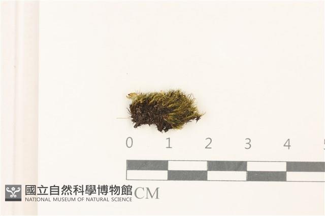 臺灣曲柄蘚藏品圖，第1張