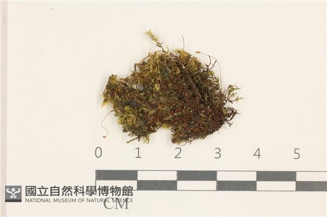 細鱗苔藏品圖，第1張
