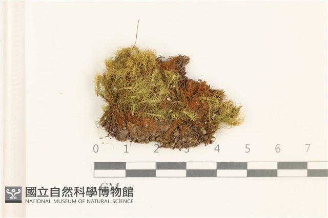 直葉珠蘚藏品圖，第1張