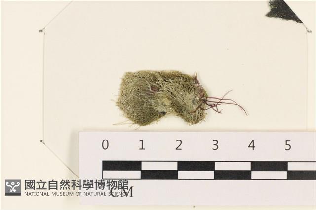 登錄號:A00003413藏品圖，第1張