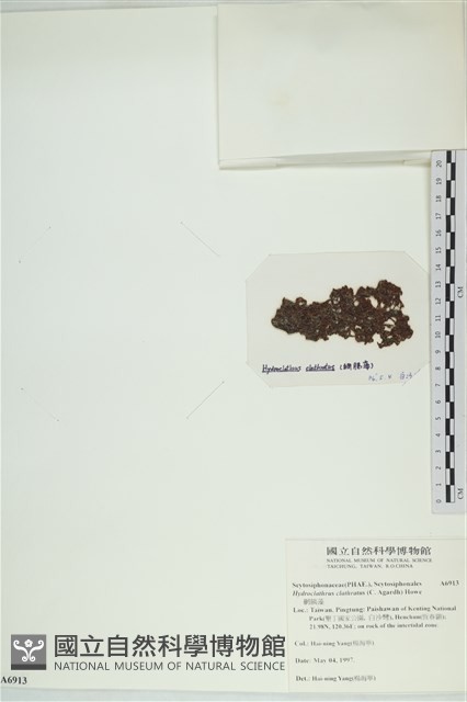 網胰藻藏品圖，第3張