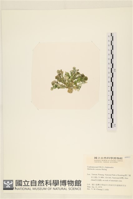 登錄號:A00004913藏品圖，第3張