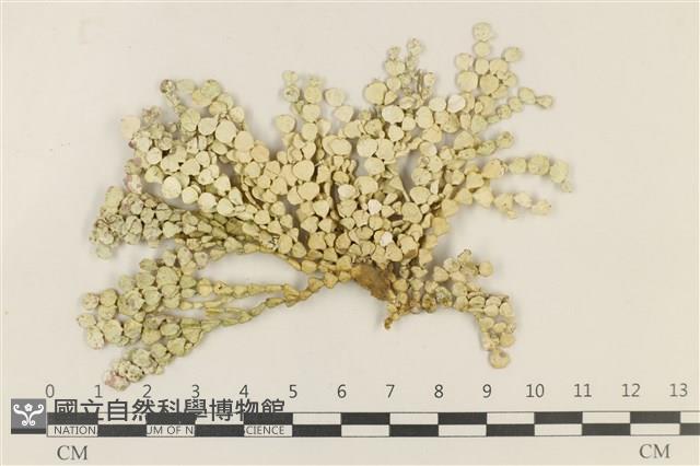 仙掌藻, 海仙人掌藏品圖，第1張