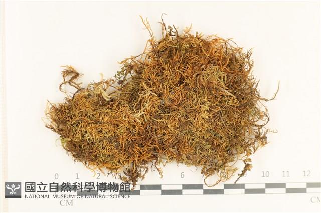 登錄號:B00017313藏品圖，第1張
