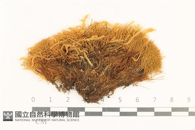 狗芽蘚藏品圖，第1張