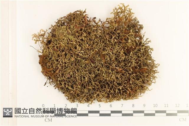 登錄號:B00019713藏品圖，第1張