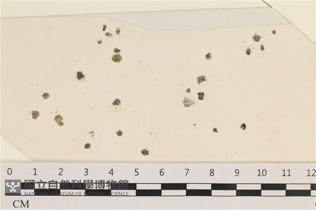 法囊藻藏品圖，第1張