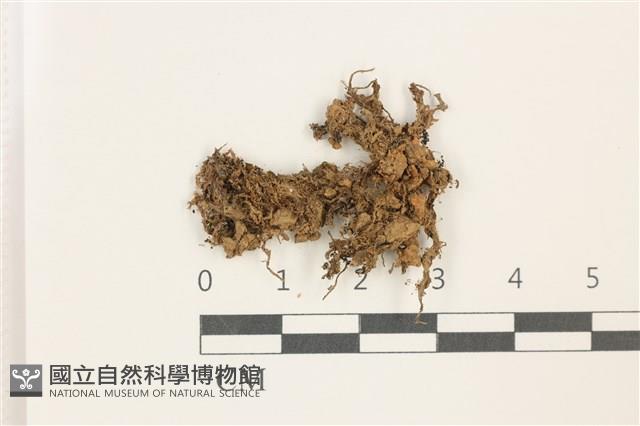 印度扭口蘚藏品圖，第1張