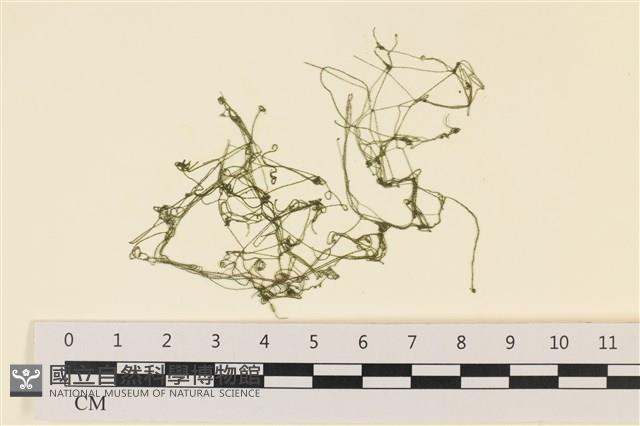 登錄號:A00005713藏品圖，第1張