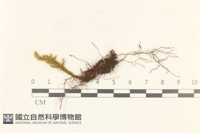 登錄號:B00021713藏品圖，第1張