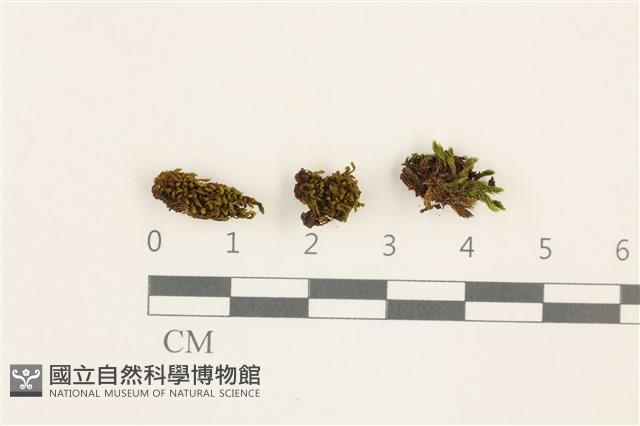 登錄號:B00012693藏品圖，第1張