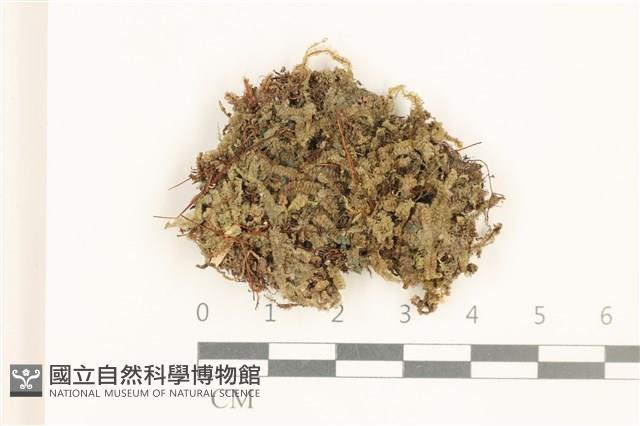 雙齒護蒴苔藏品圖，第1張