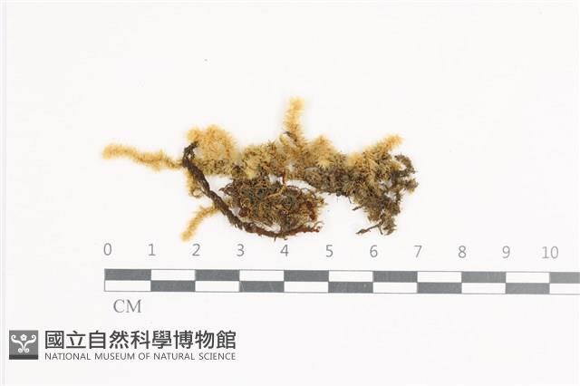 大灰氣蘚藏品圖，第1張