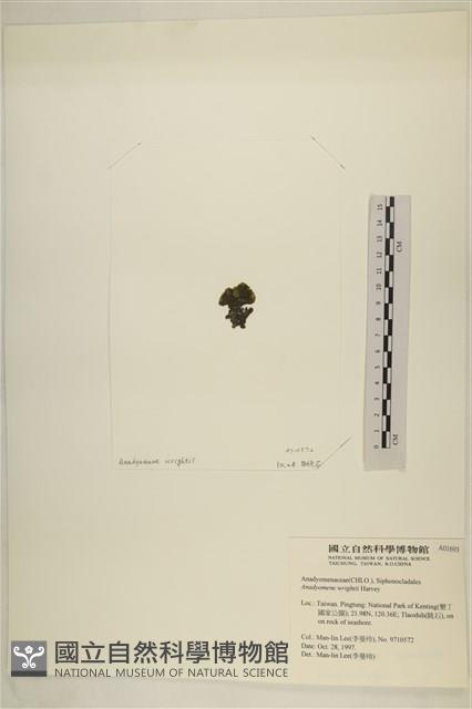 浮網藻, 肋葉藻藏品圖，第3張