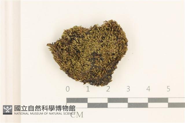 叢生真蘚藏品圖，第1張