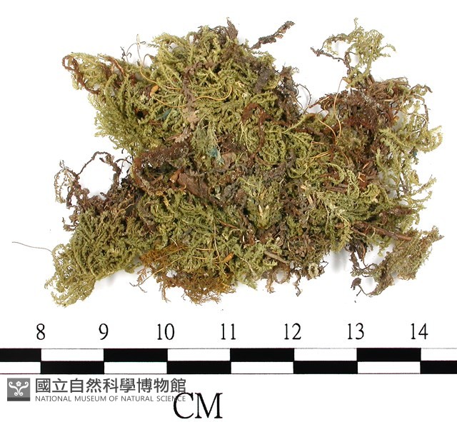 日本孔雀蘚藏品圖，第1張