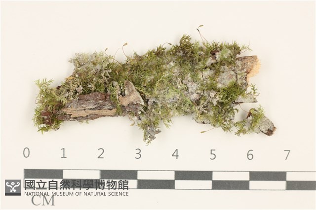 登錄號:B00006293藏品圖，第1張