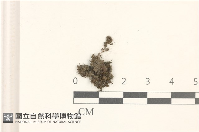 紅色擬大萼苔藏品圖，第1張
