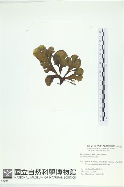 南方團扇藻藏品圖，第3張