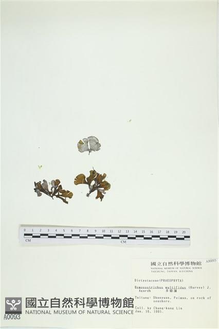 多扇藻藏品圖，第1張