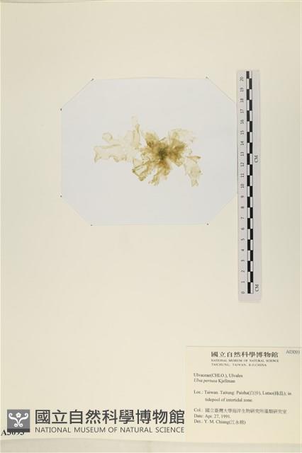 石蓴藏品圖，第3張