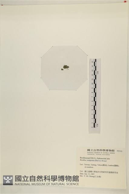 布氏藻藏品圖，第3張