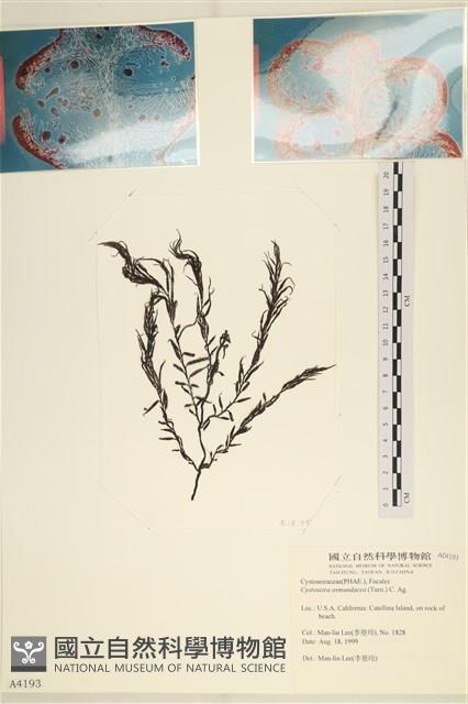登錄號:A00004193藏品圖，第1張