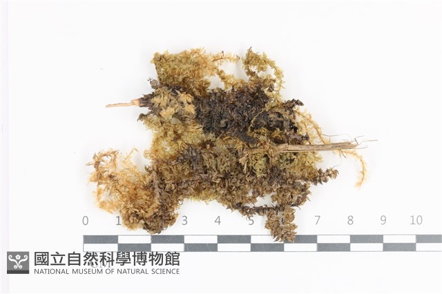 登錄號:B00008593藏品圖，第1張