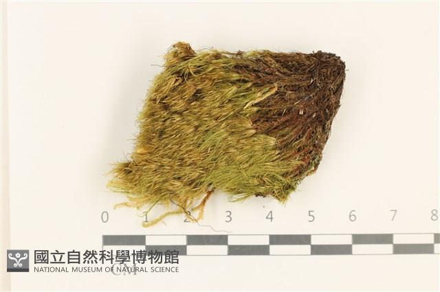 登錄號:B00016593藏品圖，第1張
