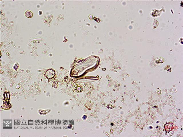 登錄號:A00004593藏品圖，第3張