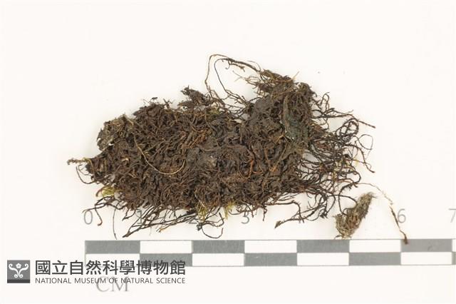 登錄號:B00015593藏品圖，第1張