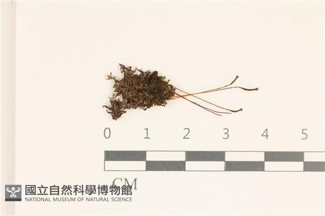 卷葉仙鶴蘚藏品圖，第1張