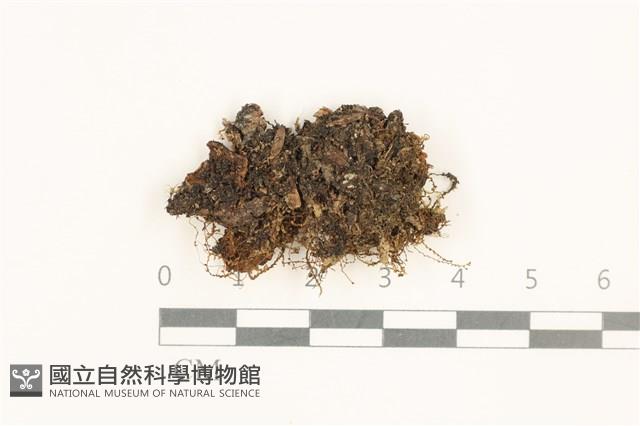 登錄號:B00019493藏品圖，第1張