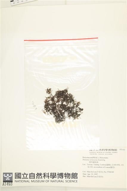 鹿角網地藻藏品圖，第3張
