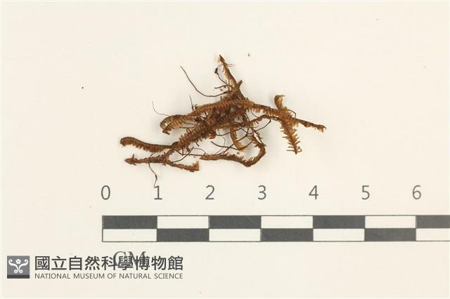 登錄號:B00018393藏品圖，第1張