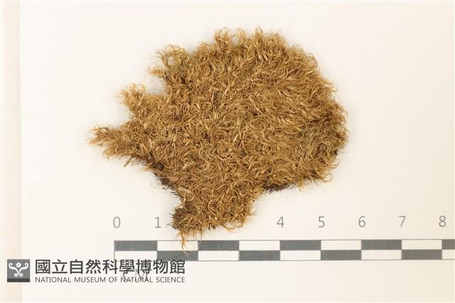 曲柄蘚藏品圖，第1張