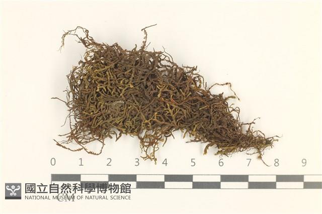 登錄號:B00013393藏品圖，第1張