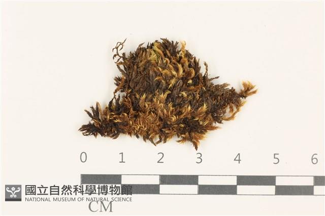 勃氏青蘚藏品圖，第1張