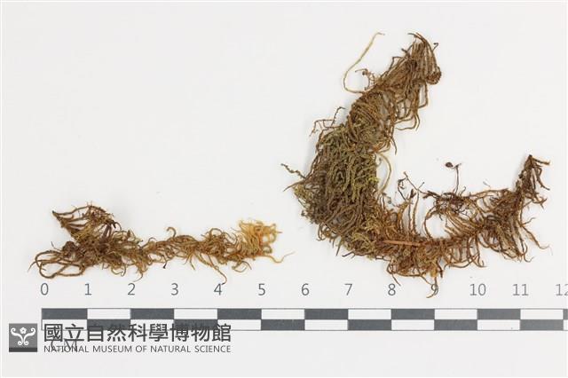 登錄號:B00018643藏品圖，第1張