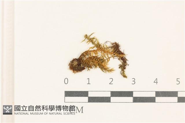 粗齒雉尾蘚藏品圖，第1張